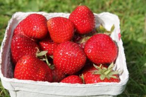 midsummer basket of strawberries with a grass background